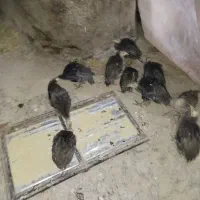 بقلمون برنز