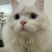 واگذاری گربه پرشین