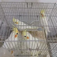 عروس هلندی لوتینو