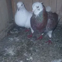 کبوتر بلندپرواز