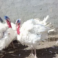 گوشت برای حیوان