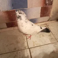 کبوتر نر|پرنده|کوهدشت, |دیوار