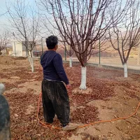 چال کود هرس فنس کشی سم پاشی|خدمات باغبانی و درختکاری|سنندج, |دیوار