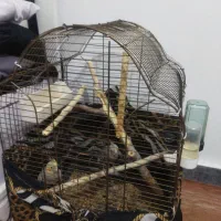 به خاطر جانداشتن در منزل|پرنده|نسیمشهر, |دیوار