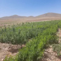 نهال تضمینی با لیبل نهال را از تولید کننده بخر