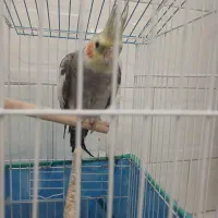 طوطی|پرنده|لشت نشا, |دیوار