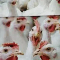 کود مرغ سالنی درجه یک