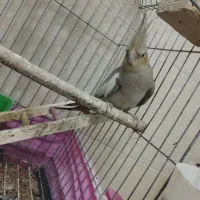 عروس هلندی|پرنده|تاکستان, |دیوار