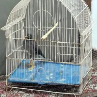 مرغ مینا