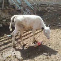 سلام یک رس گوساله ماده سیمنتال شیری