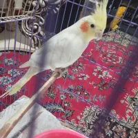 عروس ماده بالغ