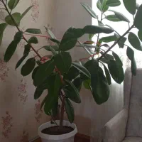 گل طبیعی|گل و گیاه طبیعی|شاهین دژ, |دیوار