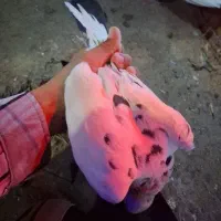 تعدادی کفتر و کبوتر|پرنده|جیرفت, |دیوار