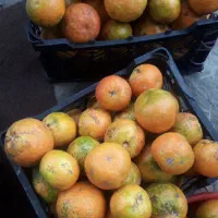 نارنج محلی آبدار|خوردنی و آشامیدنی|ماکلوان, |دیوار