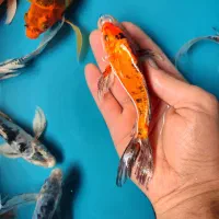 9عدد ماهی کوی سوپر باله|ماهی|خمینیشهر, |دیوار