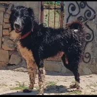 سگ قدرجونی اصیل