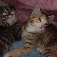 واگذاری گربه|گربه|دماوند, گیلاوند|دیوار