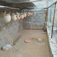 فنچ|پرنده|زهک, |دیوار