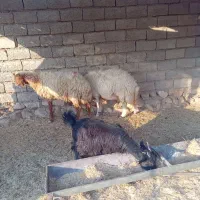 فروش قوچ وبره|حیوانات مزرعه|دهلران, |دیوار