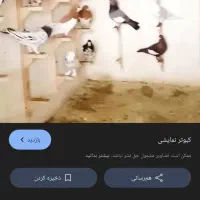 ۹ عدد کفتر به فروش میرسد