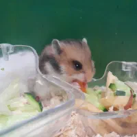 همستر کوچک و بامزه