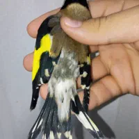 سهره نر عطیقه چونه سفید لوپ دودی|پرنده|تهران, مسعودیه|دیوار