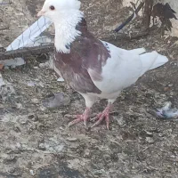 ۲تاطوقی