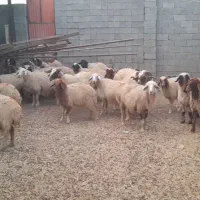 گوسفند۱۰عدد