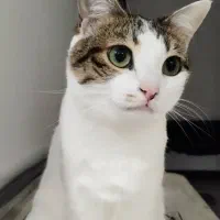 واگذاری رایگان گربه