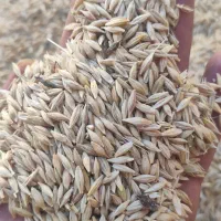 جو سرکج و ابیدر بهترین جو ابی بذر با بار دهی بالا
