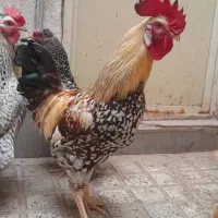 خروس جوان