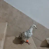 کفتر رایگان