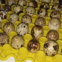 سلام علیکم فروش تخم بلدرچین نطفه داروخوراکی