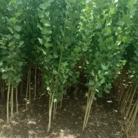 کاشت صنوبر سرمایهگذاری امن با سود مادامالعمر|خدمات باغبانی و درختکاری|سنندج, |دیوار