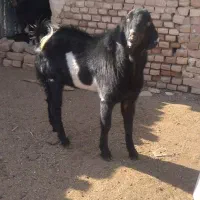 دو عدد کَل افغان مناسب برای داشت