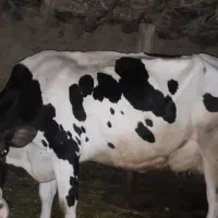 گاو