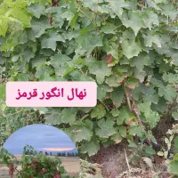 نهال انگور قرمز بی دانه تضمینی