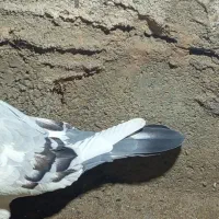 کفتر|پرنده|فهرج, |دیوار