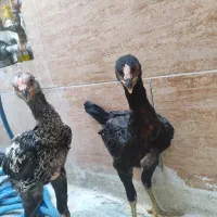جوجه خروس لاری