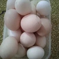 فروش تخم گلین|حیوانات مزرعه|رشت, پیرکلاچای|دیوار