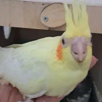 جوجه عروس هلندی زعفرانی