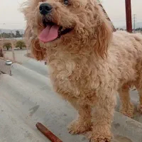 پودل ماده|سگ|شیراز, وزیرآباد|دیوار