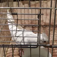 عروس البینو ماده