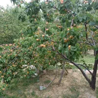 فروش باغ ویلای نیمه کاره در اسکو|فروش خانه و ویلا|اسکو, |دیوار