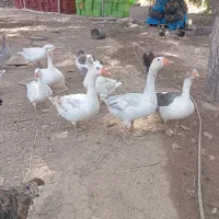 غاز|حیوانات مزرعه|قزوین, |دیوار