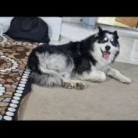 سگ هاسکی نرگمشده|حیوانات|شیراز, شهرک برق|دیوار