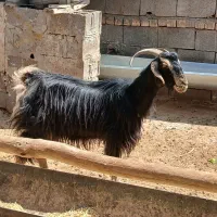 بز کولار جوان۸۵۰۰