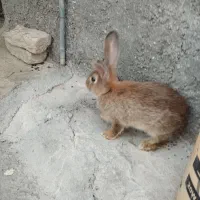 خرگوش