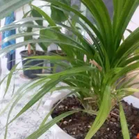 گل خانگی و آپارتمانی|گل و گیاه طبیعی|کیار, |دیوار