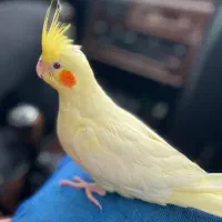 عروس هلندی سه ماهه نر